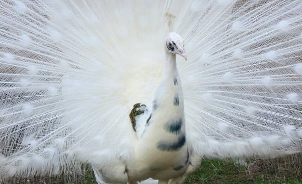 Blue Silver Pied påfugl