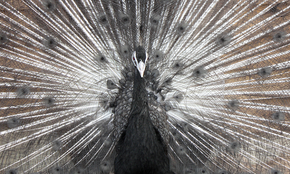 Charcoal Black Shoulder påfugl