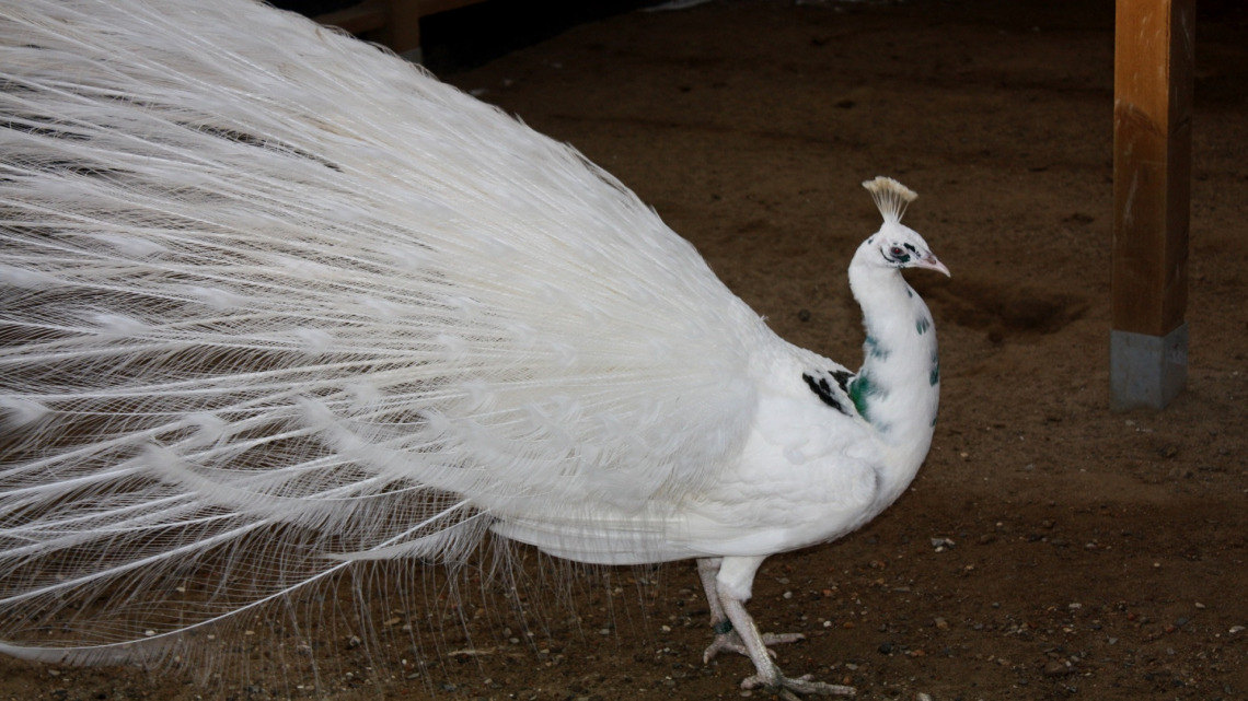 Blue Silver Pied