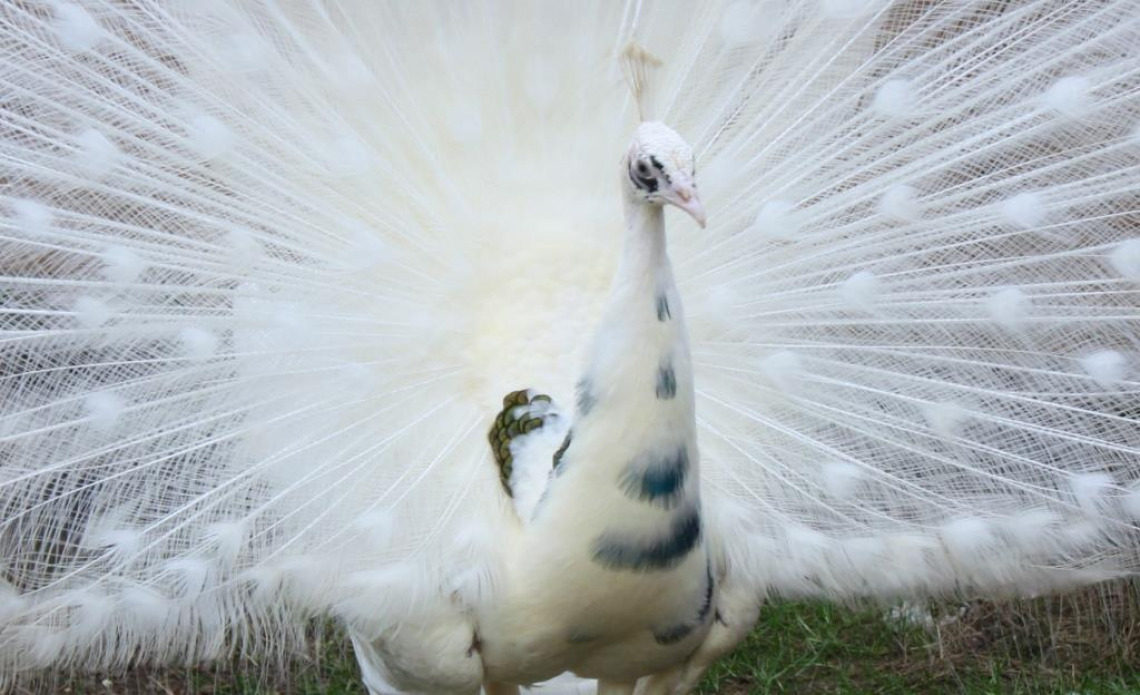 Blue Silver Pied