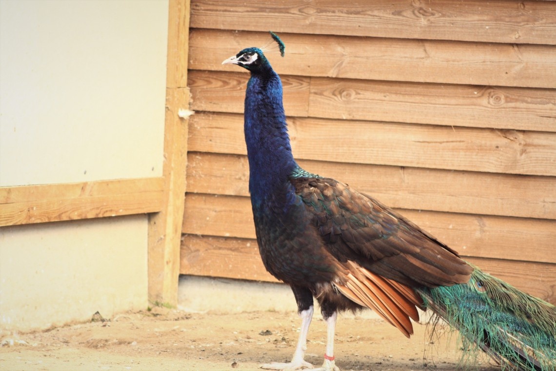 Purple Black Shoulder