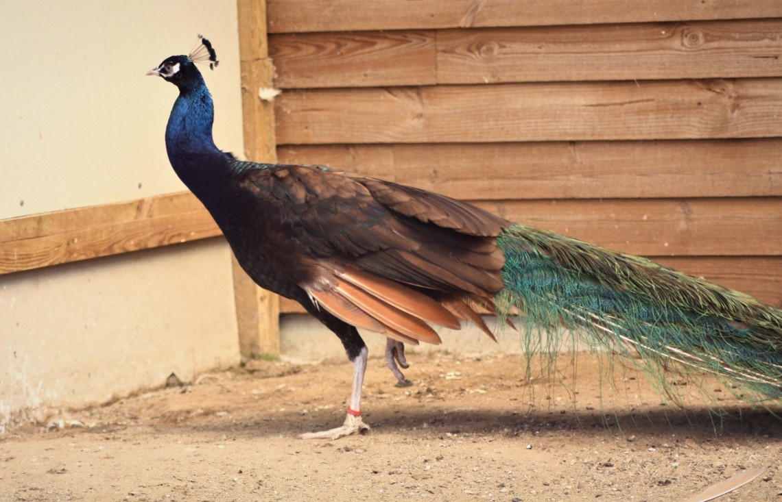 Purple Black Shoulder